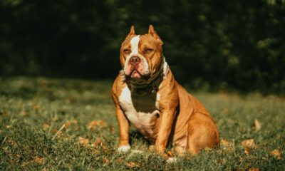 XL Bully Dog