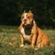 XL Bully Dog