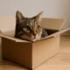 why do cats like boxes